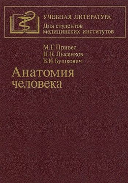 Анатомия человека